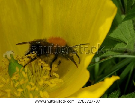 close up of a Tree Bumble Bee on a yellow Poppy flower. This bee has one malformed wing and is unable to fly. Possibly caused by the Deformed Wing Virus or in some cases the Varroa mite