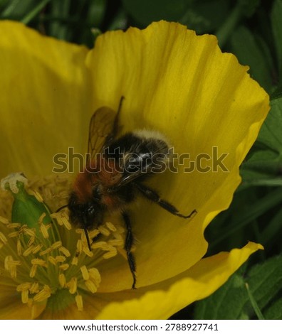 close up of a Tree Bumble Bee on a yellow Poppy flower. This bee has one malformed wing and is unable to fly. Possibly caused by the Deformed Wing Virus or in some cases the Varroa mite