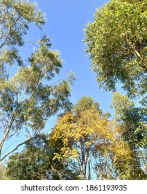 Close Up Of Tree Canopy In Urban Park.