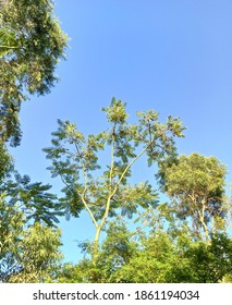 Close Up Of Tree Canopy In Urban Park.