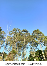 Close Up Of Tree Canopy In Urban Park.