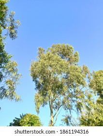 Close Up Of Tree Canopy In Urban Park.