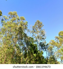 Close Up Of Tree Canopy In Urban Park.