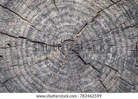 Close up of a tree cut stemp.