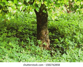 close up of a tree in the field