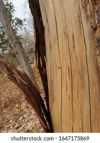 Close up of tree in the forest