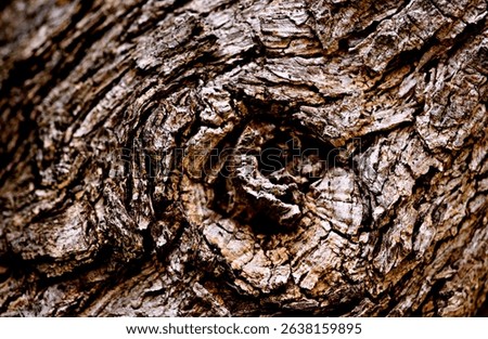 Close up of a tree knot.