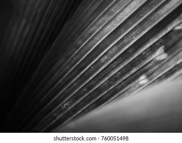 Close up of tree leaves