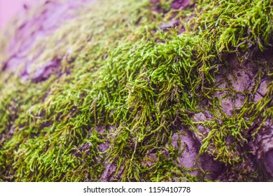 Close up Tree With Moss