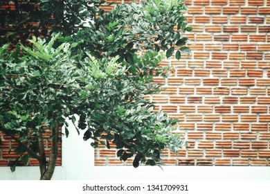 Close up of tree on wall