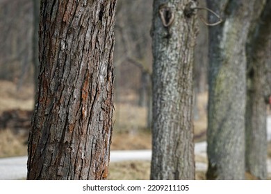 Close Up Of Tree Park - Some Trees Standing In A Row