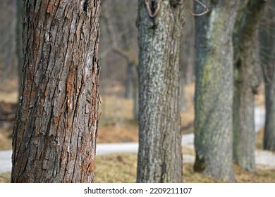 Close Up Of Tree Park - Some Trees Standing In A Row