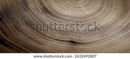 Close up tree rings end grain tree stump. Detailed wood rings pattern with cracks and dark sepia contrast.