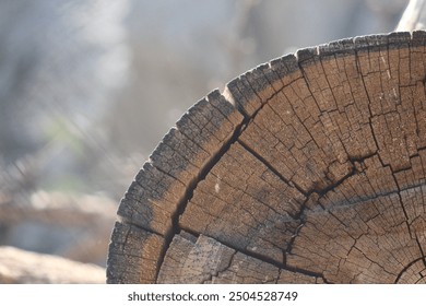Close up of tree rings on portion of tree
