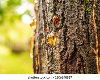 Close Up Of Tree Sap