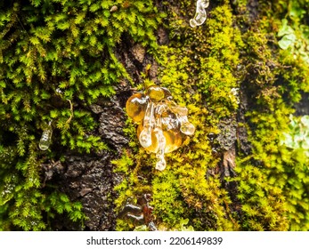 Close Up Of Tree Sap