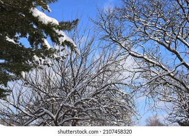 Close up tree with snow 