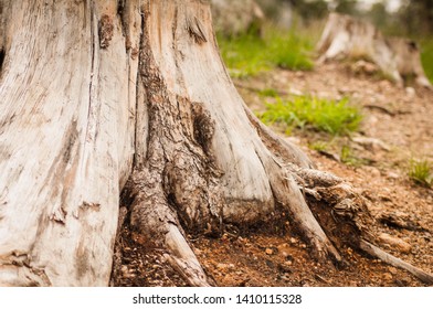 Close up of a tree stump
