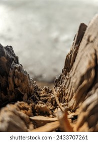 Close up of a tree stump