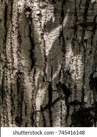 close up tree texture