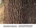 Close up of a tree trunk