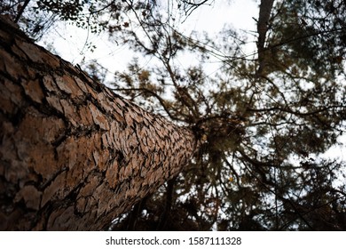Close Up of Tree Trunk
