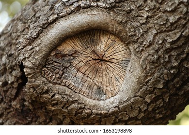close up of tree trunk