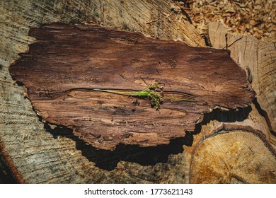 close up of a tree trunk