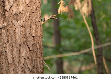 Close up of tree trunk
