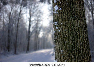 Close up of a tree trunk with blurred snow landscape in winter. Selective focus. Copy space