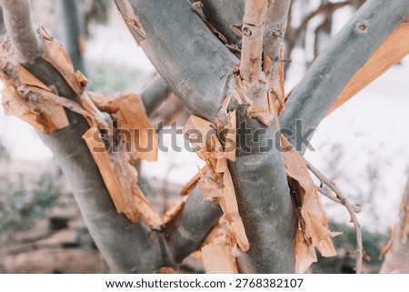 Close up of a tree trunk and branches with peeling bark, revealing a smooth, contrasting underlayer. Natural texture and organic growth