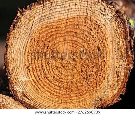 Close up of tree trunk cross section with visible growth rings, detailed wood texture showing age and natural pattern, forestry concept with annual rings and organic structure