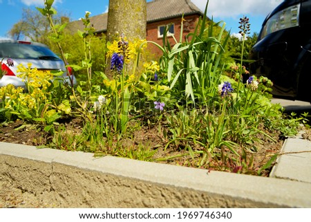 Close up of a tree trunk garden in spring as part of climate adaptation. Boomspiegeltuintje for urban greening. 