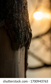 Close up of a tree trunk with peeled and damaged bark, sunset in background