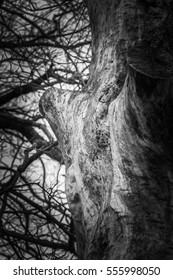 Close up of tree trunk showing bark texture
