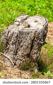 Close up tree trunk stump, isolated. Sunny summer day.
