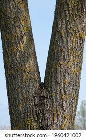 Close Up Of A Tree Trunk With V Shape