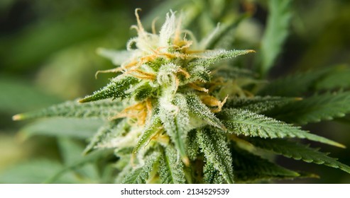 close up of trichome filled marihuana cbd thc bud flowering pre harvest cannabis flower