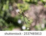 A close up of a Trichonephila clavata (Nephila clavata) spider on a web