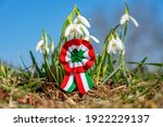 close up tricolor rosette symbol of the hungarian national day 15th of march with snowdrop fair maid flower