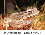 up close a tropical common toad/frog on the ground.

