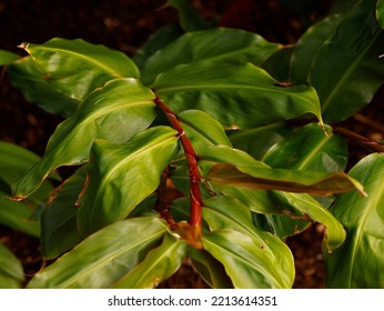 Close Up Of The Tropical Conservatory Red Ginger Plant Hedychium Greenii With Dark Glossy Green Leaves And Maroon-coloured Stems.