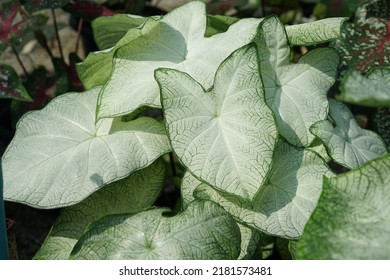 Close up tropical foliage plant, Caladium 'Florida Moonlight' with beauty white and green leaves among sunlights in the morning. Nature background in the garden.      