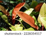 Close up tropical foliage plant, Philodendron Prince of Orange with colorful leaves on spring time in the morning garden. 