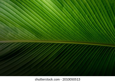 Close Up Of Tropical Green Leaves With Bright And Dark Tone Color, Calathea Leaf(Cigar Calathea, Cuban Cigar) For Texture Background.