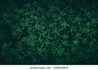 Close up tropical Green leaves texture and abstract background., Nature concept., dark tone. - Shutterstock ID 2180694901
