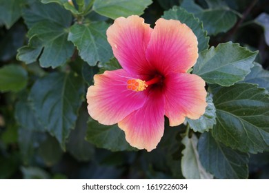 Close up of a tropical hibiscus flower pink orange