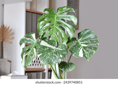Close up of Tropical 'Monstera Deliciosa Thai Constellation' houseplant with beautiful white sprinkled varigated leaves