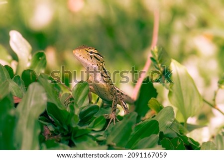 close up Tropical oriental garden lizard close-up on a blurred background, eastern garden lizard,  changeable lizard Calotes versicolor, reptile, zoology  on grass for sunbathing in the morning