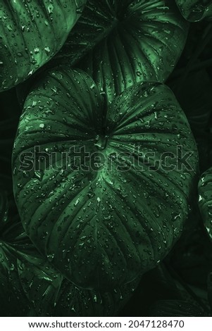 close up of tropical wet dark green leaves background with water droplets, abstract nature background, tropical leaf jungle pattern concept background.